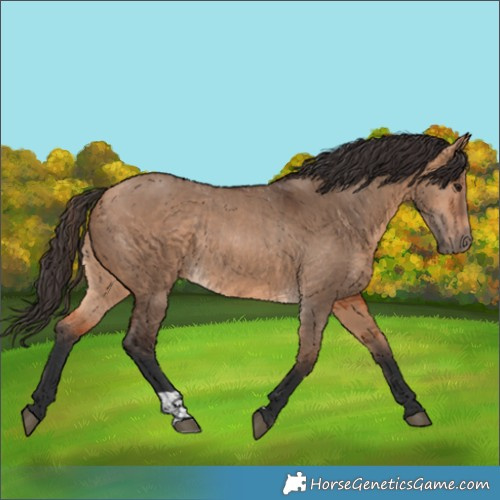 Horse Color:Bay Dun  and Bay Dun Rabicano 
