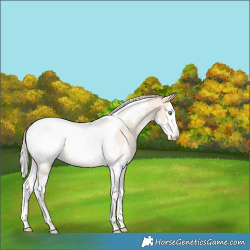 Horse Color:Silver Classic Champagne Dun Sabino Splash Tobiano Appaloosa 