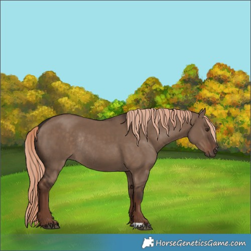 Horse Color:Liver Red Dun Rabicano 