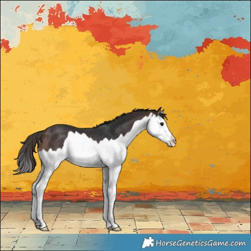 Horse Color:Brown Splash Appaloosa Rabicano 