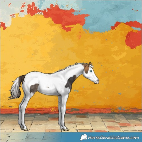 Horse Color:Buckskin Splash Tobiano Rabicano 