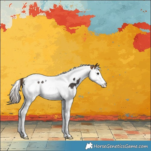 Horse Color:Buckskin Splash Tobiano Appaloosa Rabicano 