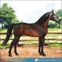 Horse Color:Gray Brown 