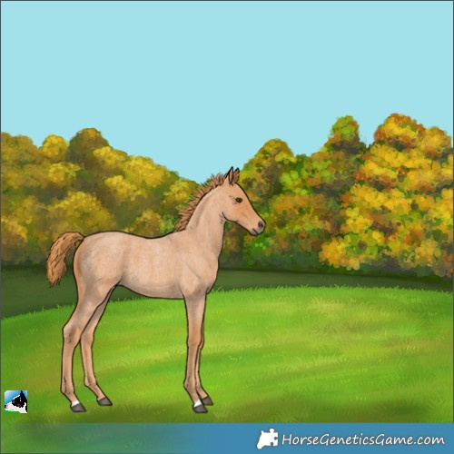 Horse Color:Red Roan 