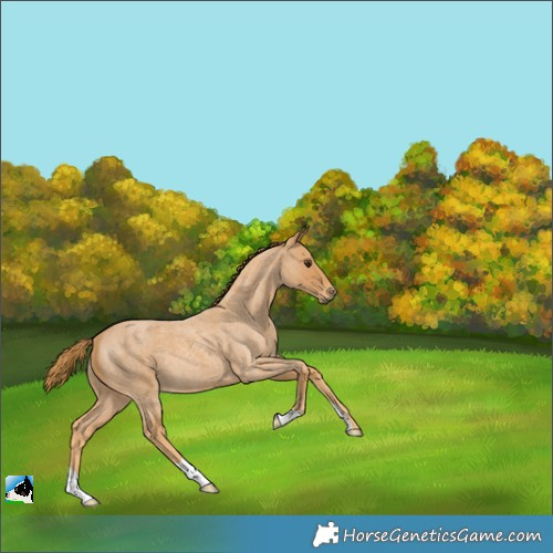 Horse Color:Red Roan 