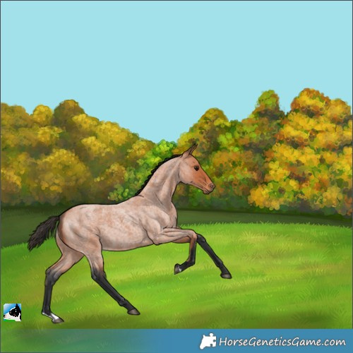 Horse Color:Bay Roan 