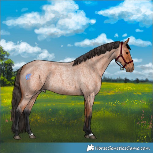 Horse Color:Bay Roan 