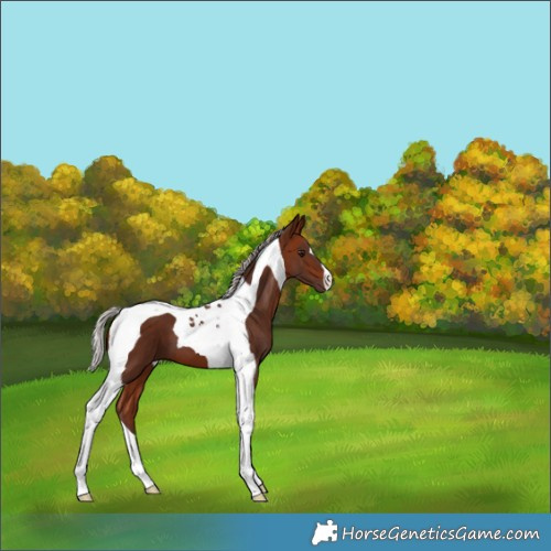 Horse Color:Silver Bay Tobiano