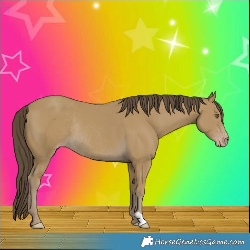 Horse Color:Classic Cream Champagne Rabicano 