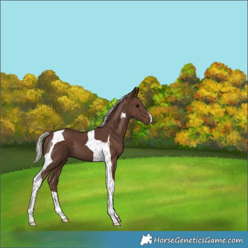 Horse Color:Silver Black Tobiano