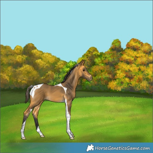 Horse Color:Buckskin Tobiano 
