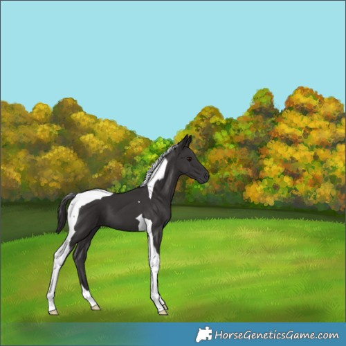Horse Color:Smoky Black Tobiano 