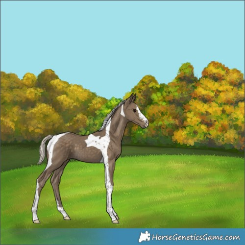 Horse Color:Silver Smoky Black Tobiano 