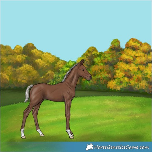 Horse Color:Silver Black