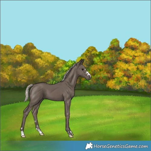 Horse Color:Silver Smoky Black
