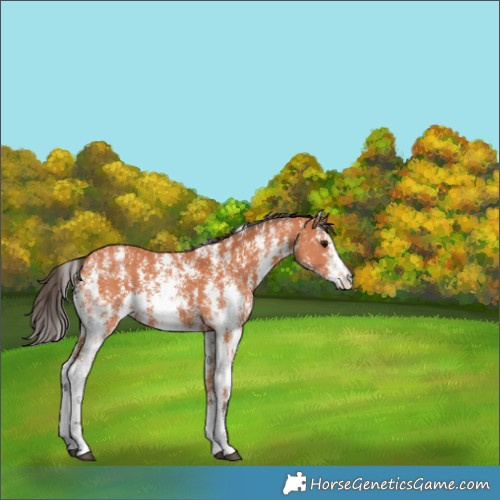 Horse Color:Bay Sabino 