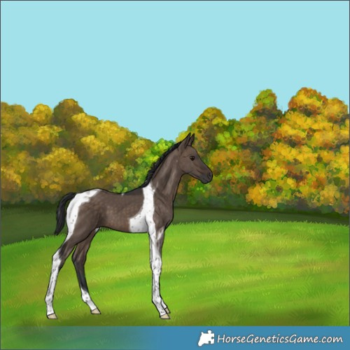 Horse Color:Brown Dun Tobiano 