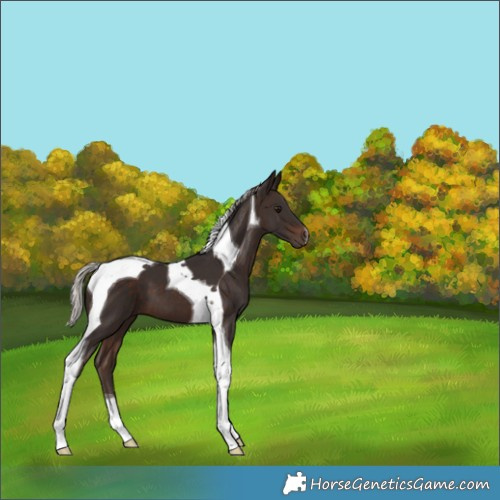Horse Color:Silver Brown Tobiano 