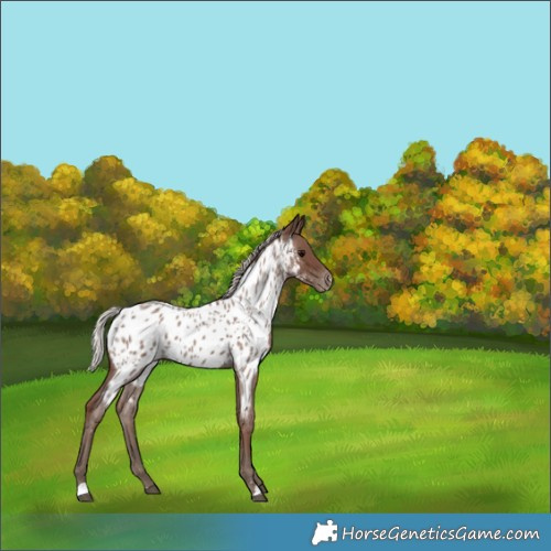 Horse Color:Silver Blue Roan Appaloosa 