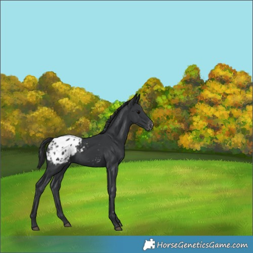 Horse Color:Black Appaloosa 