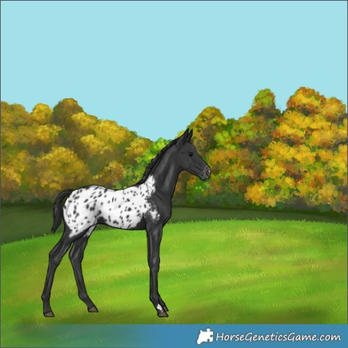 Horse Color:Black Appaloosa 