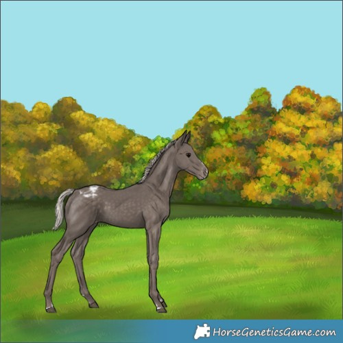 Horse Color:Silver Black Appaloosa 