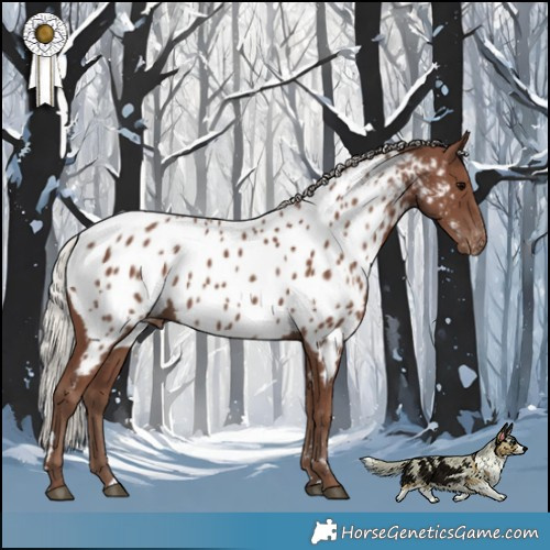 Horse Color:Silver Black Appaloosa 