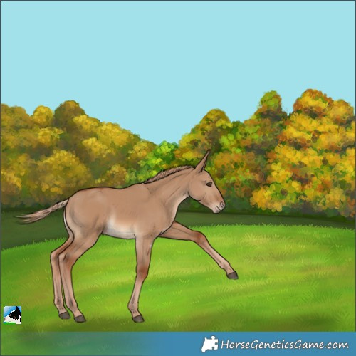 Horse Color:Red Dun Rabicano 