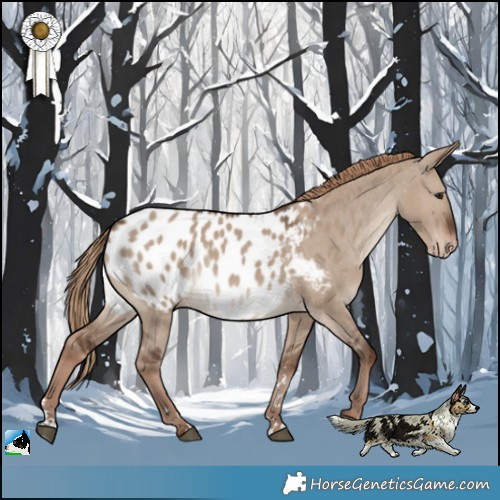 Horse Color:Liver Red Dun Appaloosa 