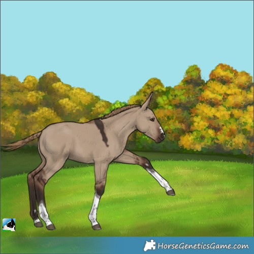 Horse Color:Liver Red Dun Tobiano 