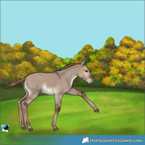 Horse Color:Liver Red Dun Rabicano 