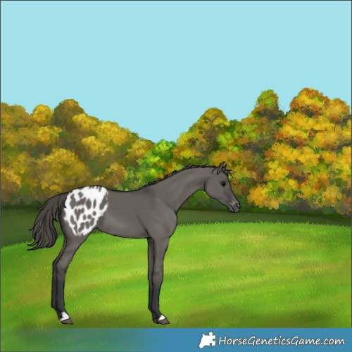 Horse Color:Grullo Appaloosa 
