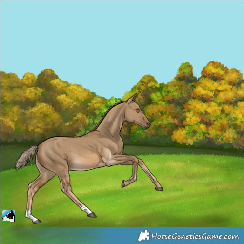Horse Color:Chocolate Palomino Dun Rabicano 
