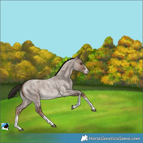 Horse Color:White Spotted Liver Red Dun Roan Rabicano 