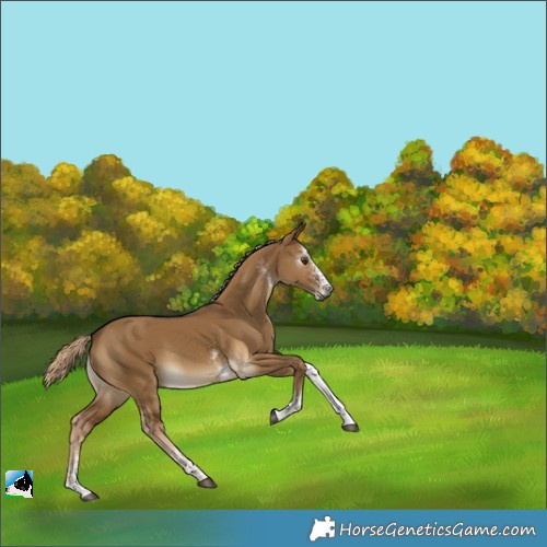 Horse Color:Gray White Spotted Chocolate Palomino Dun 