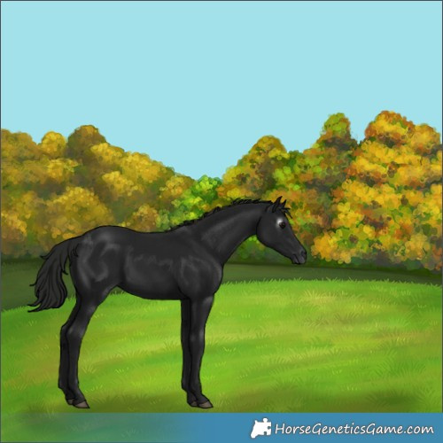 Horse Color:Gray Black 