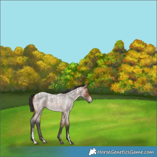 Horse Color:Powder White Bay Roan 