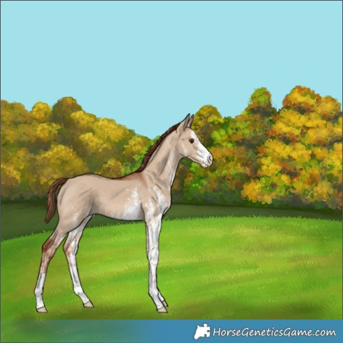 Horse Color:White Spotted Red Dun 