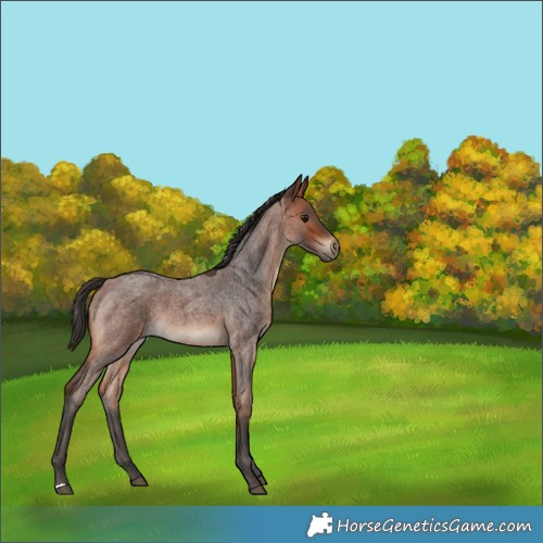 Horse Color:Bay Roan 