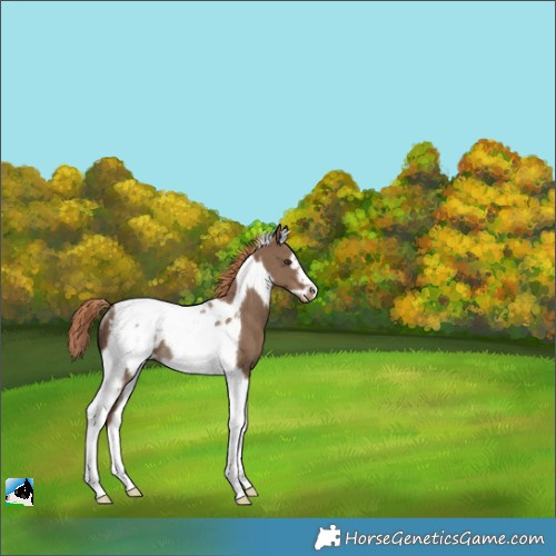 Horse Color:Liver Red Dun Tobiano Frame Appaloosa Rabicano 