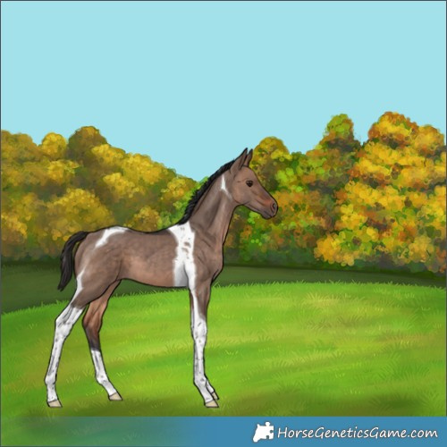 Horse Color:Brown Dun Tobiano 