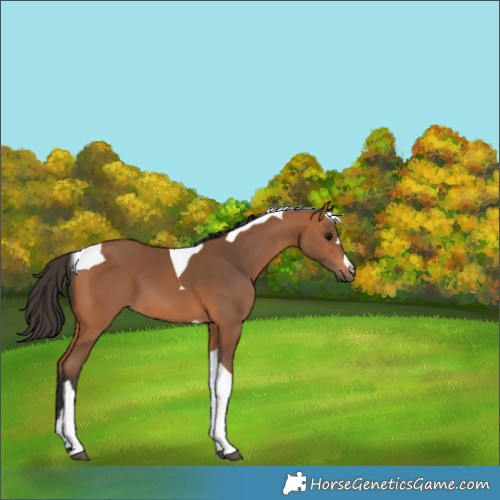 Horse Color:Bay Tobiano 