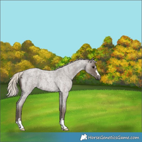 Horse Color:Silver Blue Roan 