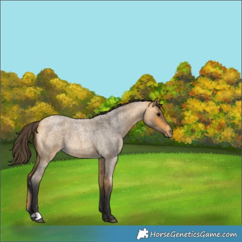 Horse Color:Buckskin Roan 