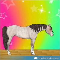 Horse Color:Sable Champagne Roan Rabicano 