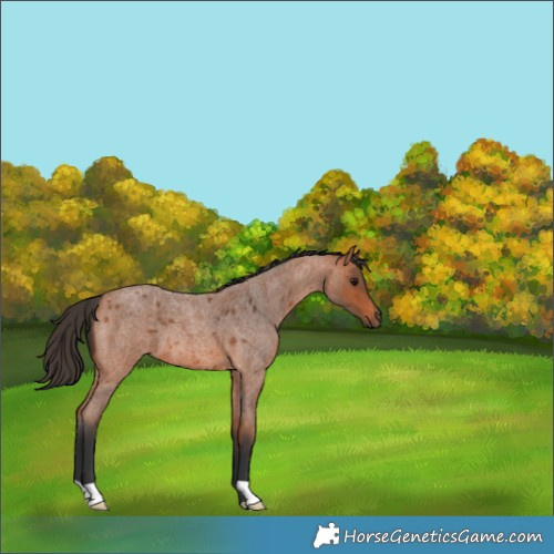 Horse Color:Bay Roan 
