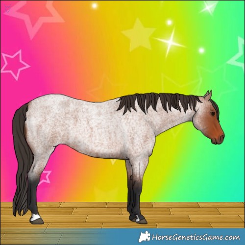 Horse Color:Bay Roan 