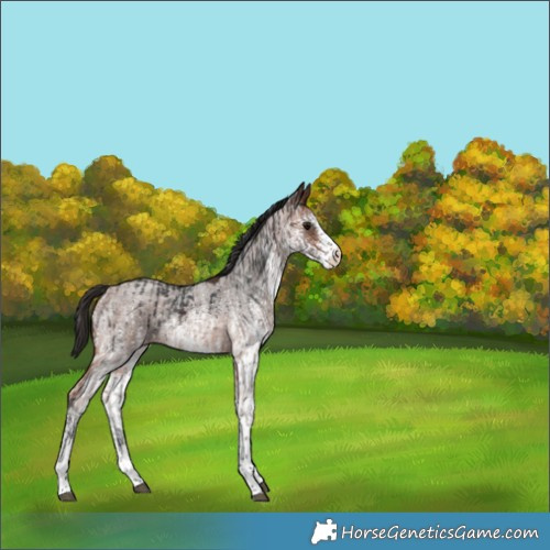 Horse Color:White Spotted Brown  and White Spotted Bay Roan Rabicano 