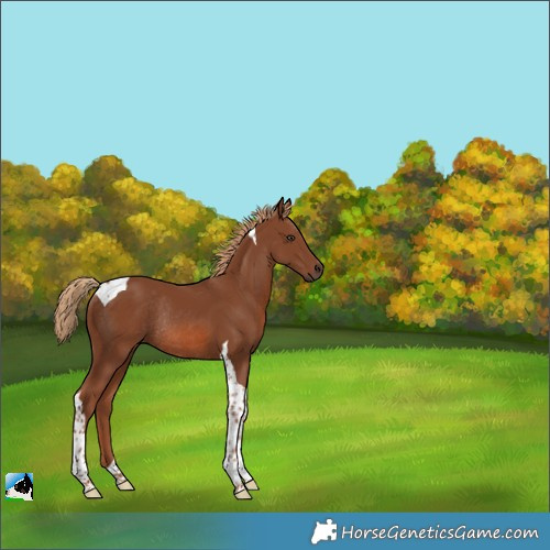 Horse Color:Chestnut Tobiano Rabicano