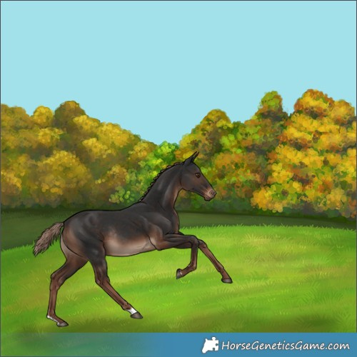 Horse Color:Liver Chestnut Rabicano 